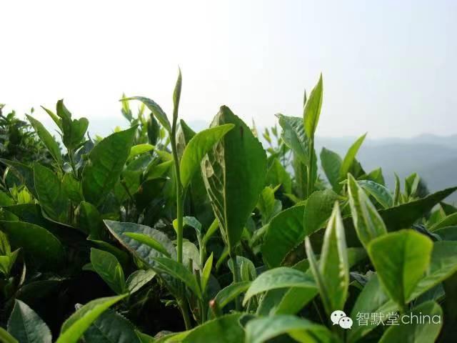 心悦读 ▏茶感