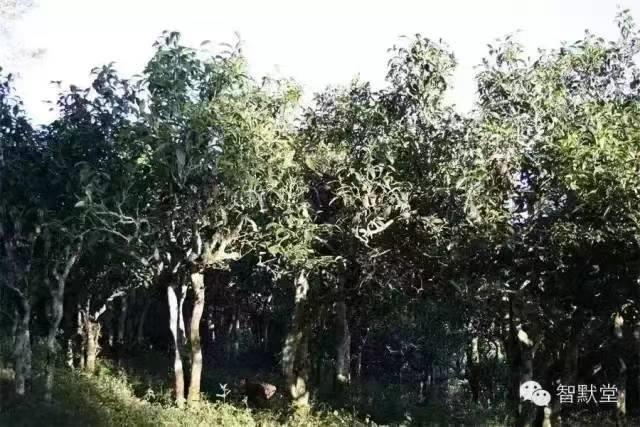 智默堂普洱茶之旅——上海