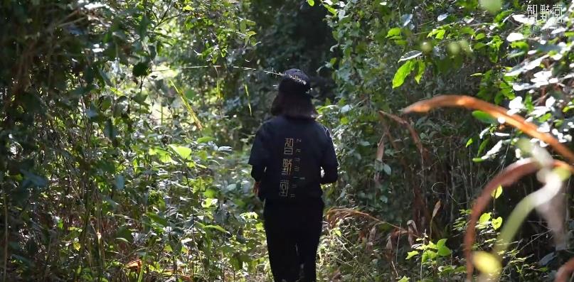 2025春茶季一|佳茗不改，开采在即上春山！